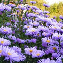 Схема вышивки «сиреневые цветы»