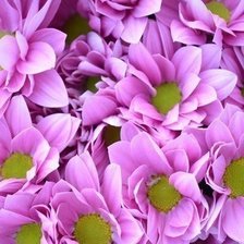 Милые цветы