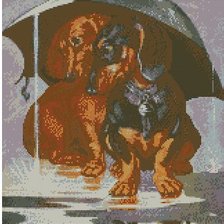 таксы под зонтом