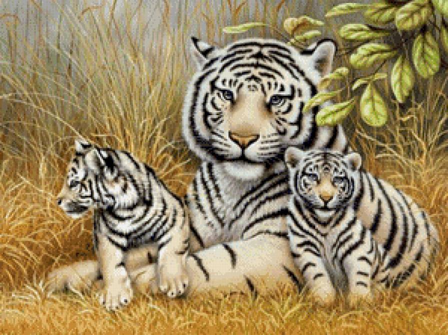 tigri - предпросмотр