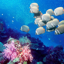 Схема вышивки «рыбки»