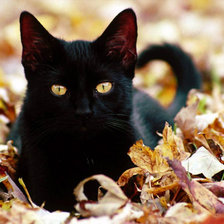 Схема вышивки «Кошка»