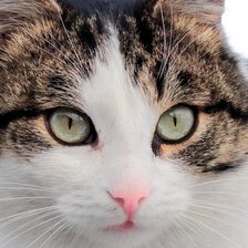 Схема вышивки «Тимофей»