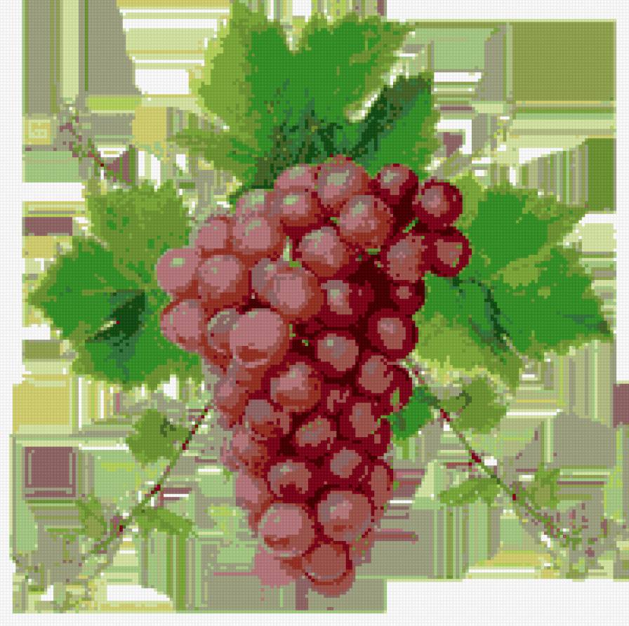 гроздь винограда - виноград - предпросмотр