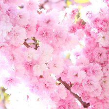 Схема вышивки «сакура»