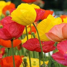 Схема вышивки «№666831»