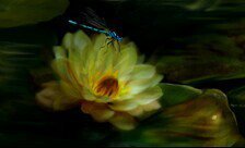 Схема вышивки «кувшинка и стрекоза»