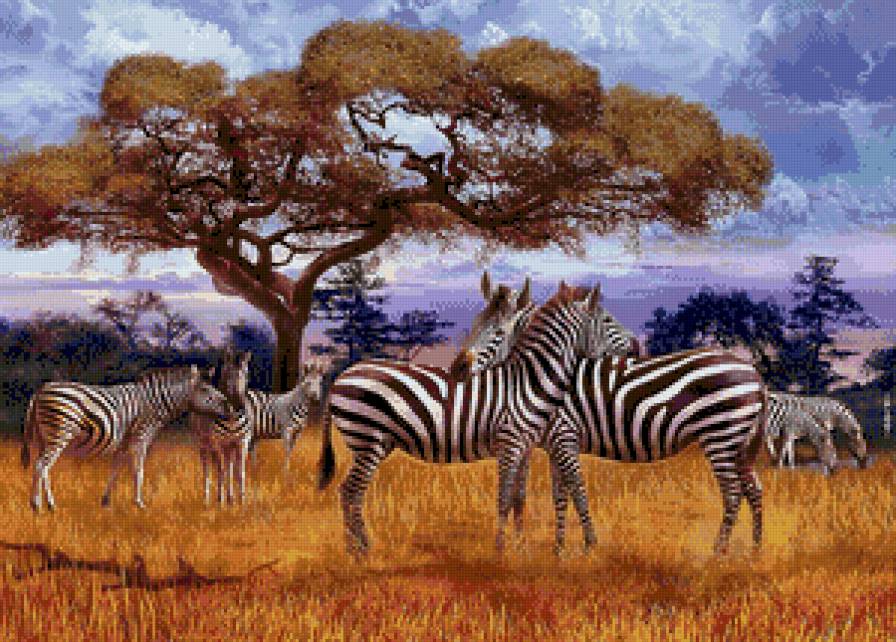 Зебры - предпросмотр