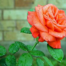 Схема вышивки «№666899»