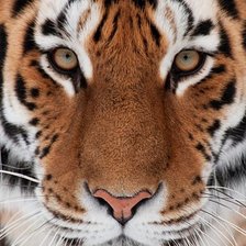 Схема вышивки «тигр»