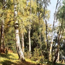 Схема вышивки «лесная полянка»