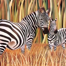 Схема вышивки «зебры»