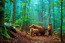 Схема вышивки «три медведя»