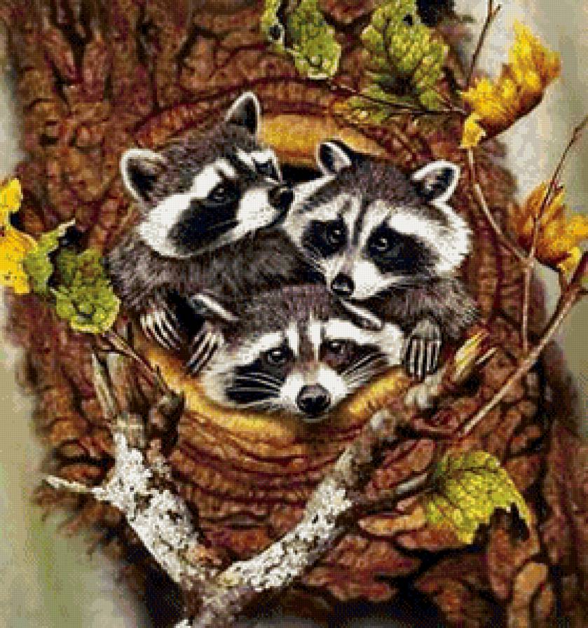 енотики - животные, природа, дерево, енот - предпросмотр