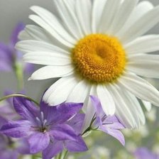 Схема вышивки «ромашка»