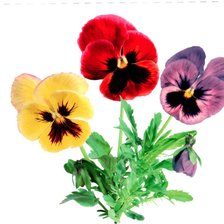 Схема вышивки «анютины глазки»