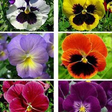 Схема вышивки «анютины глазки»