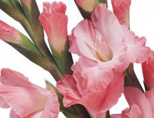 Схема вышивки «№667819»