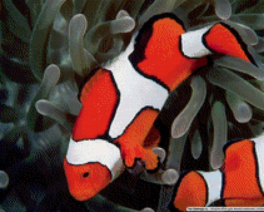 аква - аода, раба, океан, море - предпросмотр