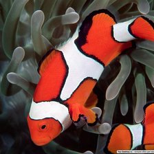 Схема вышивки «аква»