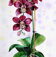 Схема вышивки «№667865»