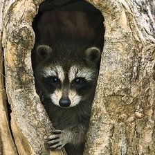 Схема вышивки «Енот»