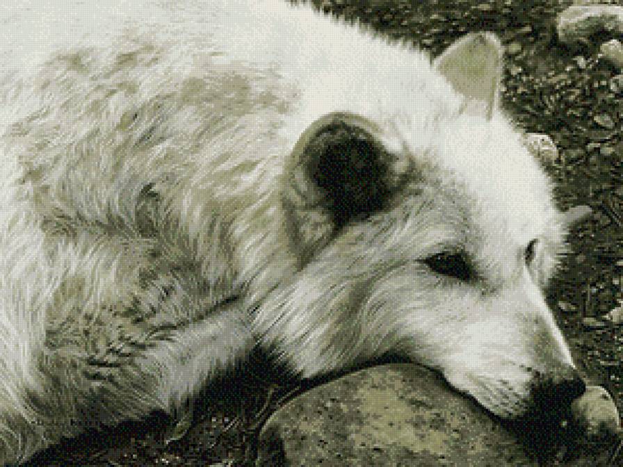 Волк - животные, волк - предпросмотр