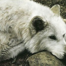 Схема вышивки «Волк»