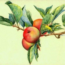 Схема вышивки «ветка с яблоками»