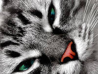 Схема вышивки «котик»