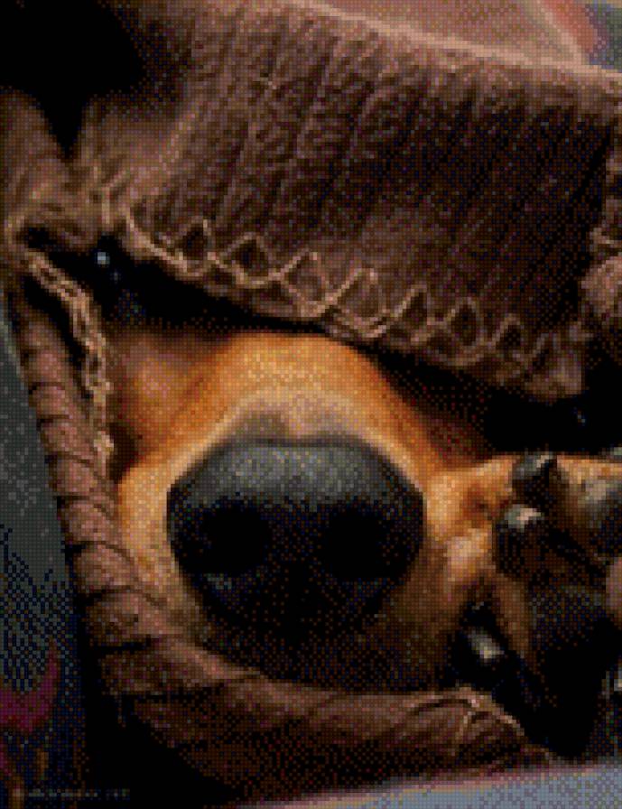 пес - предпросмотр