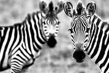 зебры