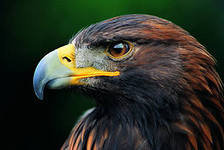 Схема вышивки «орел»