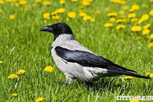 Схема вышивки «ворона»