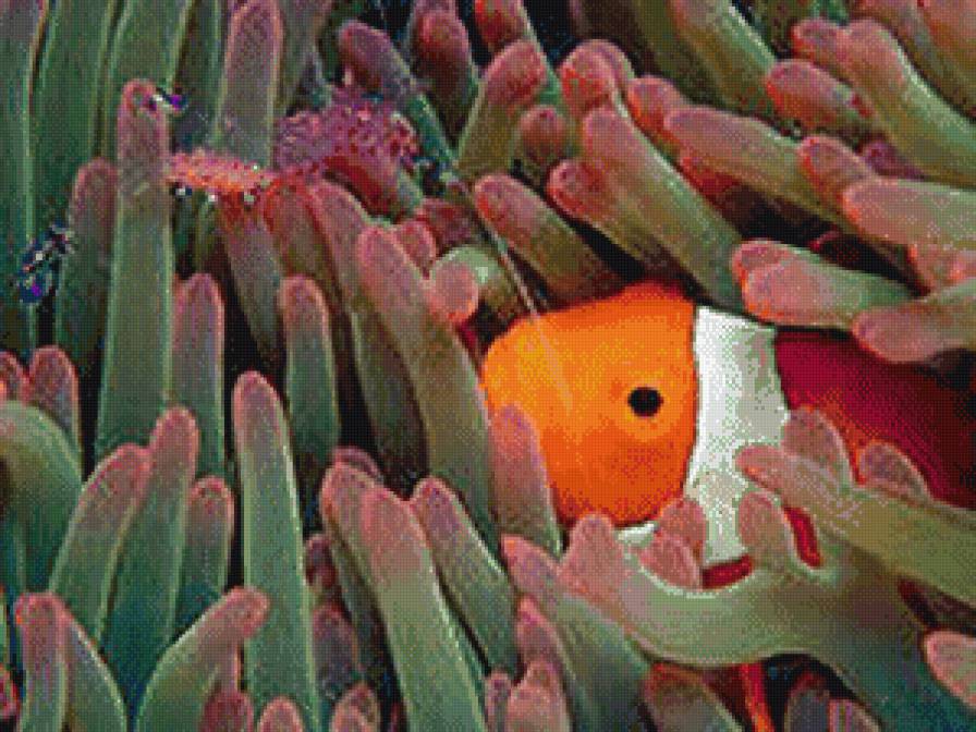 немо - морское - предпросмотр