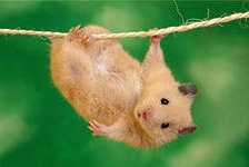 Схема вышивки «хомяк»