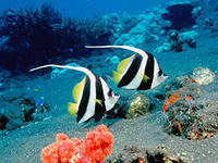 Схема вышивки «на глубине»