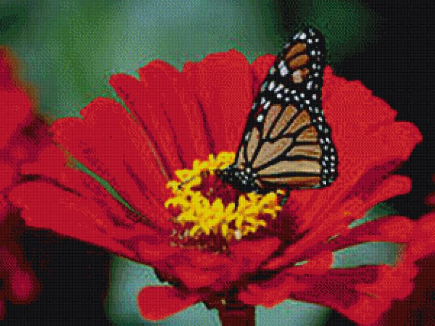 бабочка - природа, бабочки - предпросмотр