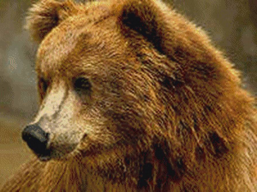 бурый мишка - животные, медведи - предпросмотр