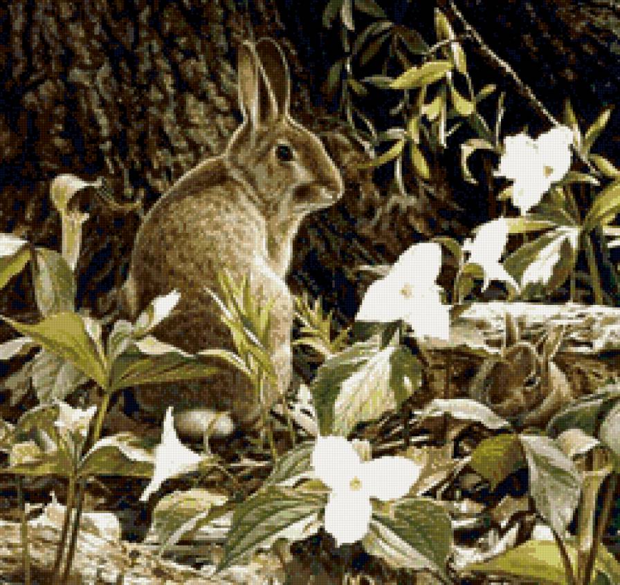 зайки - природа, пейзаж, цветы, животные, пано - предпросмотр