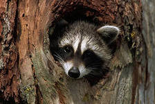 Схема вышивки «енот»