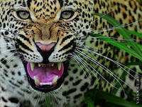 Схема вышивки «леопард»