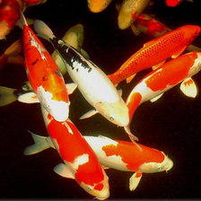 Схема вышивки «карпы»