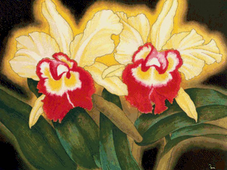 Серия "Цветы": Орхидеи - предпросмотр