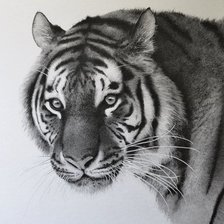 Схема вышивки «тигр»