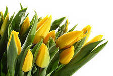 Схема вышивки «тюльпаны»