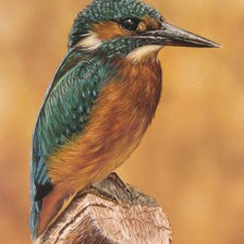 Схема вышивки «птица»