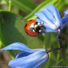 Схема вышивки «божья коровка»