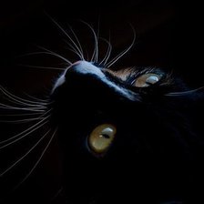 Схема вышивки «котик»