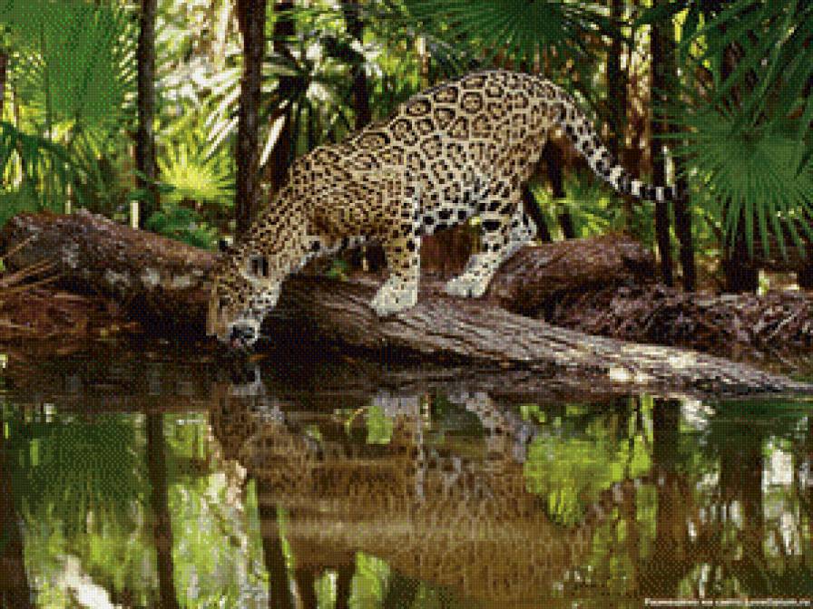 лео - предпросмотр